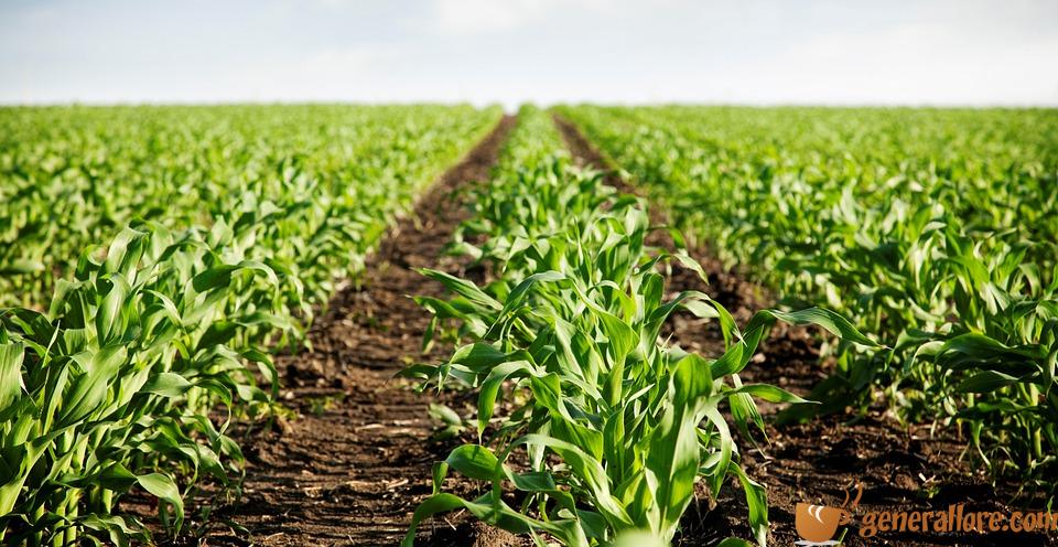 Los beneficios de la agricultura regenerativa para el medio ambiente